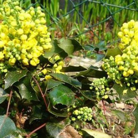 Mahonia à feuilles de houx 'Apollo' - 25-30 cm pot (1/5)
