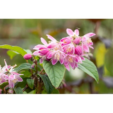 Sternchenstrauch 'Tourbillon Rouge' Deutzia magnifica 'Tourbillon Rouge' 3L 60- 100 (1/2)