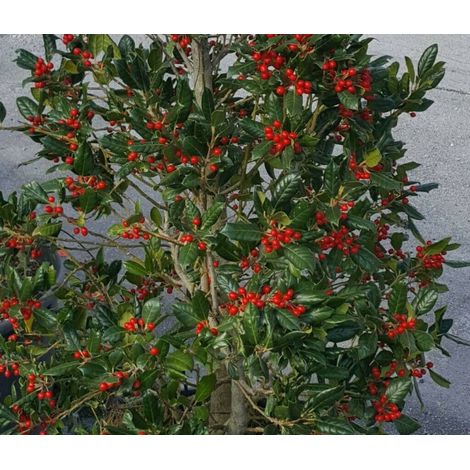 Ilex myrtifolia "Nellie R. Stevens" pianta in vaso  19 cm