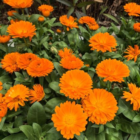 200 Graines de Calendula Officinalis – Fleurs Médicinales et Ornementales, Semis Facile, Jardin et Pots (1/5)