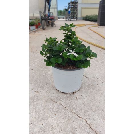 Prunier de Natal Carissa Grandiflora Pot 18 cm Arbuste Persistant Épineux (1/4)