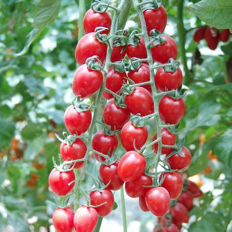 200 Millennium Tomato Seeds, Fruit Seeds, Heirloom Fruit Seeds, Tomato Seeds (1/5)