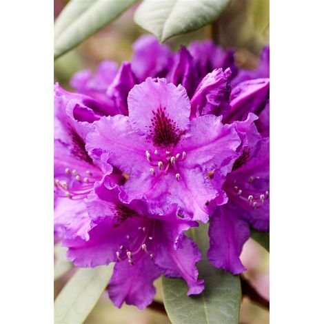 Rhododendron 'Azurro' Rhododendron Hybr.'Azurro' C 5 30- 40 (1/5)