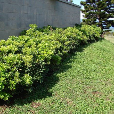 Pittosporum de Chine, Pittospore/Pot de 3L - 20/40 cm (1/5)