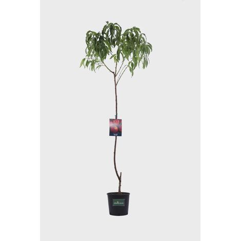 1 plant/tree (approx 1m) - Prunus persica (peach noce)