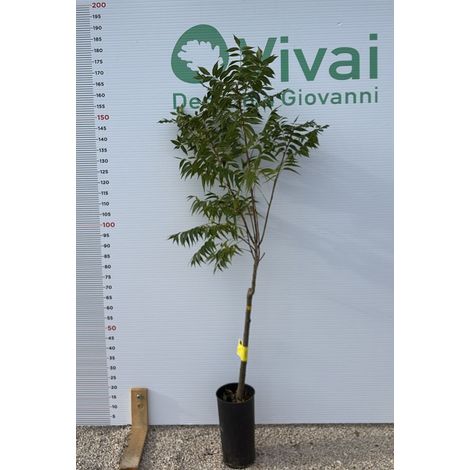 PIANTA DI NOCE PECAN "PAWNEE" INNESTATA AUTOFERTILE H 170/190 FOTO REALE