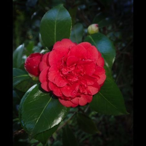 Pépinières Naudet – Camélia du Japon 'Kramer's Supreme' – Arbuste persistant 3-5m – Fleurs doubles rouge cerise parfumées – Rusticité jusqu'à -15°C (1/5)