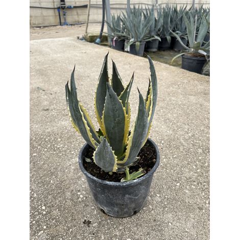 AGAVE AMERICANA MARGINATA VASO 24 (1/4)