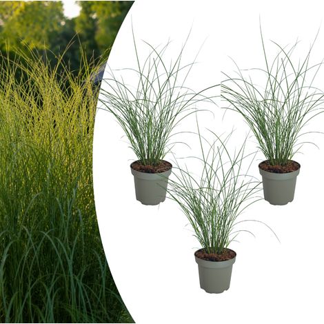 Lot de 3 Miscanthus sinensis ‘Gracillimus’ Graminée Ornementale Feuillage Élégant Pot 12 cm - PANGIVO