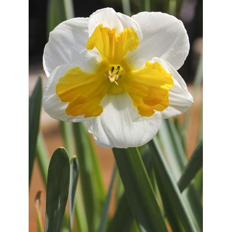 Narcisse 'Tricollet' Bulbe calibre 12+ (par 5) (1/3)