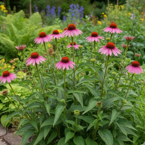 Échinacée purpurea Vintage Wine®/Lot de 3 godets