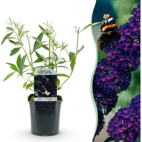 Arbre aux papillons Buddleja davidii Black Night Plante de Jardin Violette Pot 17cm H 45cm - PANGIVO (1/5)