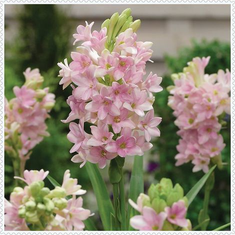 Tubéreuse - Plante vivace parfumée et facile à cultiver - Idéale pour les fleurs coupées et les jardins extérieurs - Porte-greffe à rhizome