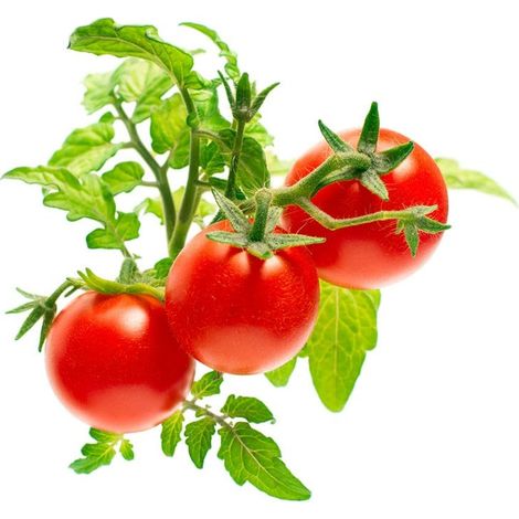 Click and Grow - Smart Garden Refill 3-pack - Mini Tomato (SGR5X3)