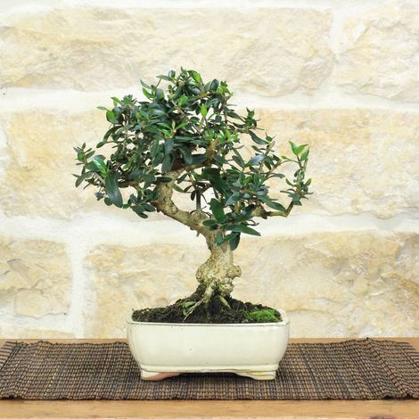 Bonsai di Olivastro in vaso smaltato - età 8 anni (1/3)