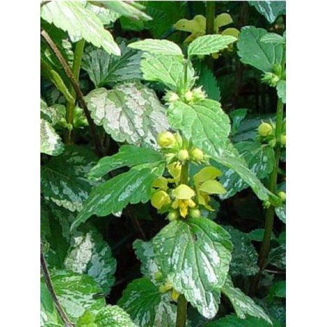 Ortie jaune 'Florentinum' Godet de 8/9 cm (1/5)