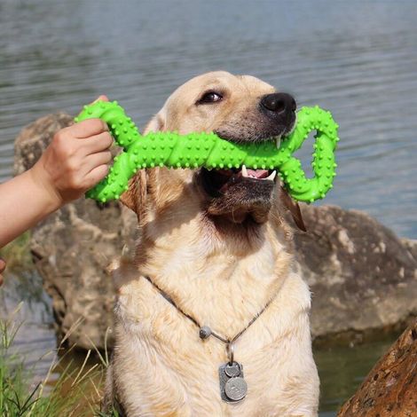 Chien Jouets à macher Résistant en Caoutchouc 13 inch Os Jouet en Forme de Chien Chiots avec Convex Design Jouet Chien interactif Solide pour Les Chewers Agressifs Petits et Grands Chiens- Vert-Fei Yu (1/5)