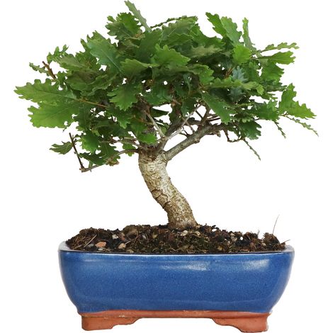 Bonsai Quercus Pubescens - Bonsai Roverella Giapponese - H 25-35 cm Vaso Ø 21 cm (1/4)