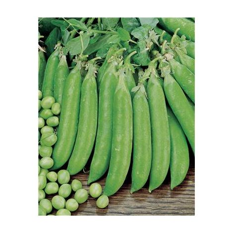POIS PETIT PROVENCAL - 150 G