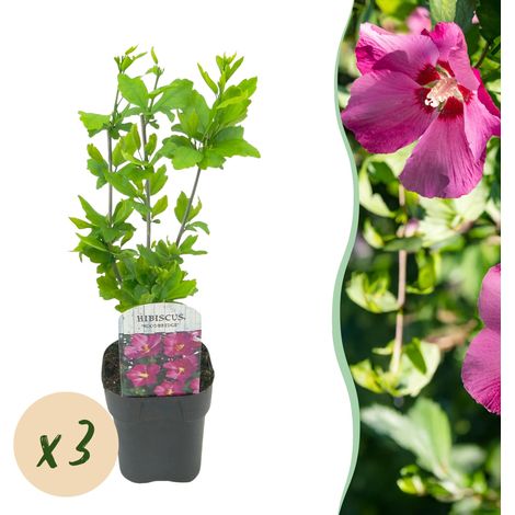 Hibiscus syriacus Woodbridge - Lot de 3 Plantes de Jardin Rustiques - Fleurs Roses - Pot 17 cm - PANGIVO (1/5)