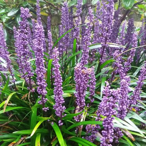 4 x Liriope musc.  - Liriope muscari 'Royal Purple'  - godet 9x9