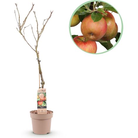 Pommier Malus domestica Elstar Arbre Fruitier Résistant Pomme Rouge-Verte Pot 21 cm Hauteur 90 cm - PANGIVO (1/4)