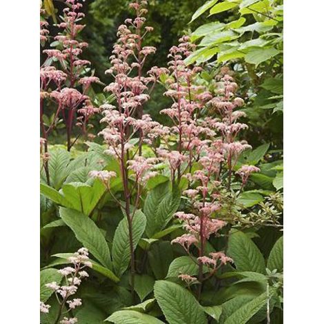 Rodgersia pinnata 'Elegans' Godet de 8/9 cm (1/2)