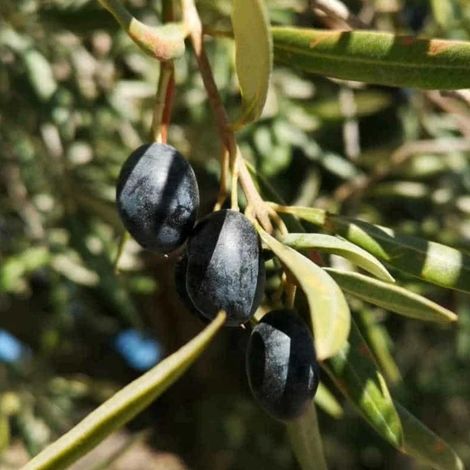 PIANTA DI ULIVO MELA da mensa in vaso 24 - età 3/4 anni (foto reali)
