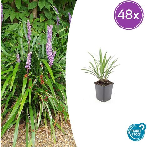 Lot de 48 Liriope muscari 'Ingwersen' Couvre-sol Persistant Fleurs Violettes 10-25cm Ø9cm - PANGIVO (1/5)