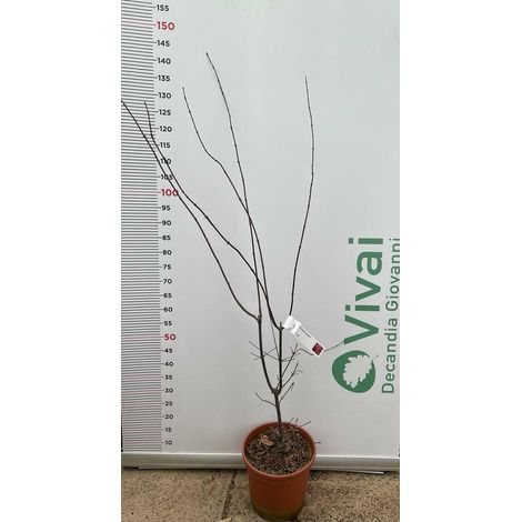 PIANTA DI ACER PALMATUM BLOOD GOOD  VASO 24 CM ALTEZZA 100/130 CM (FOTO REALI)