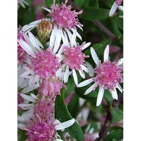 Aster laterifolius 'Horizontalis' Godet de 8/9 cm (1/4)
