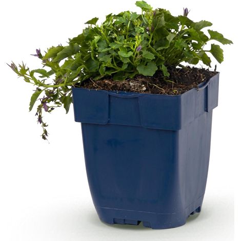 Campanule des Murailles Stella - Plante Vivace Couvre-sol - Fleurs Violettes - Pot 11 cm - 1 Pièce - PANGIVO (1/5)