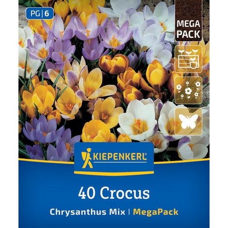 Kiepenkerl Herbstblumenzwiebel Krokusse Crocus chrysanthus Mischung 40 Stück (1/2)