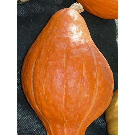 Potiron 'Golden Hubbard' le sachet de 10 graines (2g) (1/2)