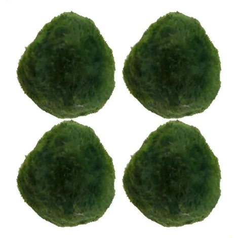 Cuatro Bolas En Miniature Y Algas Bolas Y Musgo (1/5)