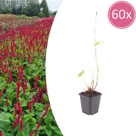 Lot de 60 Persicaria amplexicaulis 'Blackfield' Renouée Vivace Rouge Foncé Pot Ø9cm 10-25cm - PANGIVO (1/5)