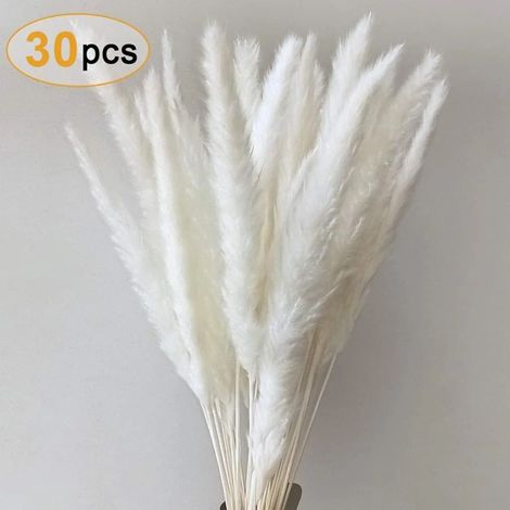 Herbe de la pampa séchée, décoration naturelle, blanche, env. 70 cm, 30 tiges (1/5)