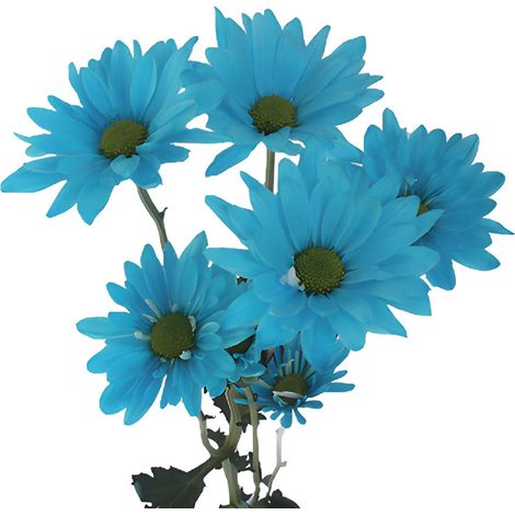 2000 African Daisy Bleu Graines Vivaces – Fleurs Décoratives Jardin + Engrais Inclus (1/3)
