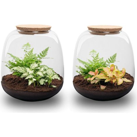 Kit Terrarium Plantes DIY Mini avec Fittonia et Fougère - Écosystème en Verre - Ø 19 x 20 cm - PANGIVO (1/4)