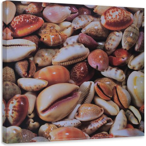 Tableau sur toile Coquillages Mer Nature 60x60 (1/5)