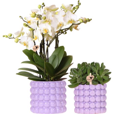Set de 2 Plantes d'Intérieur Orchidée Blanche Lausanne et Plante Verte Pots Poppy Mauve - PANGIVO (1/5)