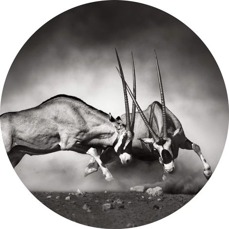 Papier peint panoramique rond savane gris & blanc | Tapisserie panoramique duel animaux pour salon | Papier peint panoramique 3D moderne animaux - 140 x 140 cm (3 pièces) (1/2)