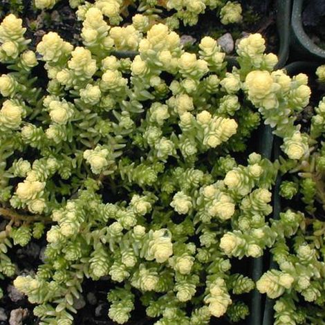 4 x Orpin âcre  - Sedum acre 'Elegans'  - godet 9x9 cm (1/4)