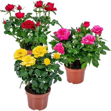 Lot de 3 rosiers nains – Rouge, jaune, rose – Hauteur 20-30 cm – Pot 12 cm – Pour emplacement ensoleillé – Floraison juin-octobre