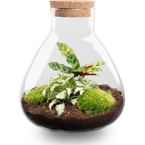 Kit Terrarium DIY avec Calathea Écosystème Fermé sous Verre et Liège H 27 cm - PANGIVO (1/3)
