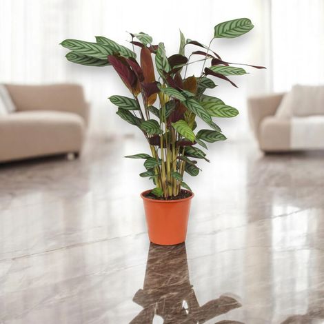 Gardenaria Ctenanthe setosa 'Compactstar' - Pianta da interno ornamentale - Altezza: 110 cm (vaso 24) (1/5)