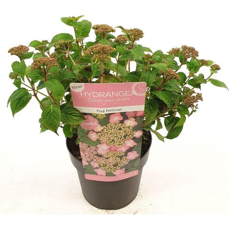 Hortensia de Montagne Pink Petticoat, Arbuste à Fleurs Roses, Pot Ø19 cm, Hauteur 25 cm - PANGIVO