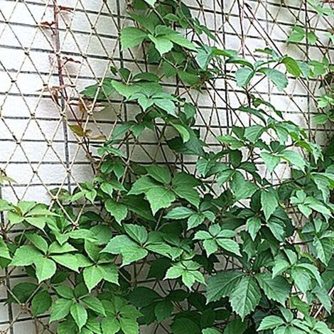 Filet anti-oiseaux et anti-insectes 2 x 5 m – Maille 15 x 15 cm – Corde de jute naturelle 100% biodégradable – Support pour plantes grimpantes