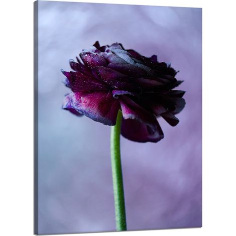 Stampa su tela Botanica Fiore viola 50x70 cm