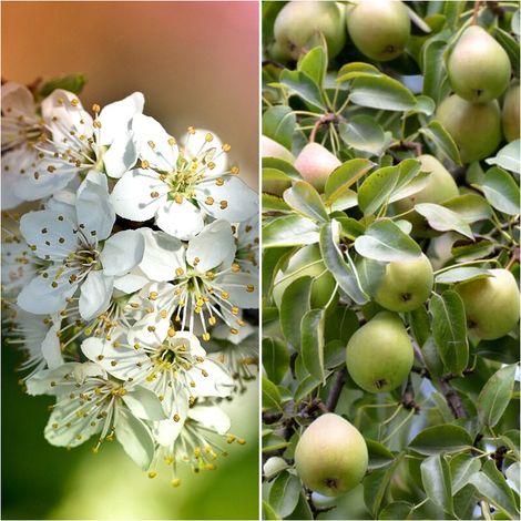 Semillas de Peral Com�n. Pyrus Communis. 10 Gramos